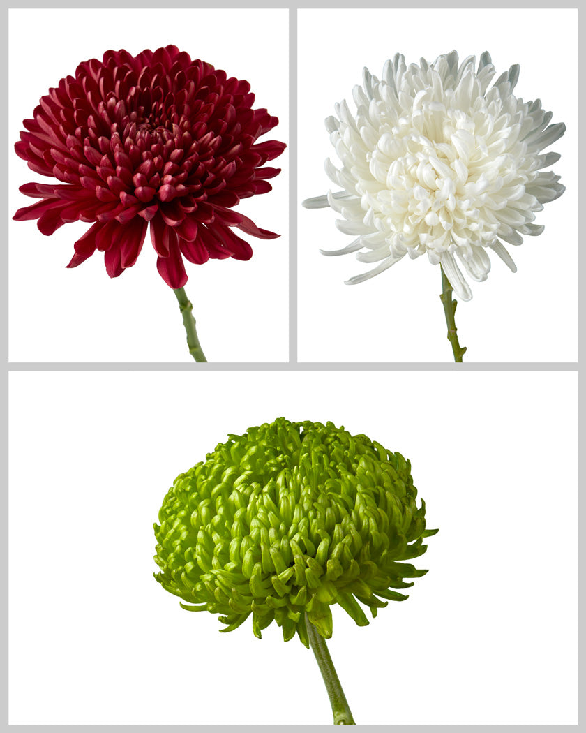 Chrysanthemum Holiday Assorted Box
