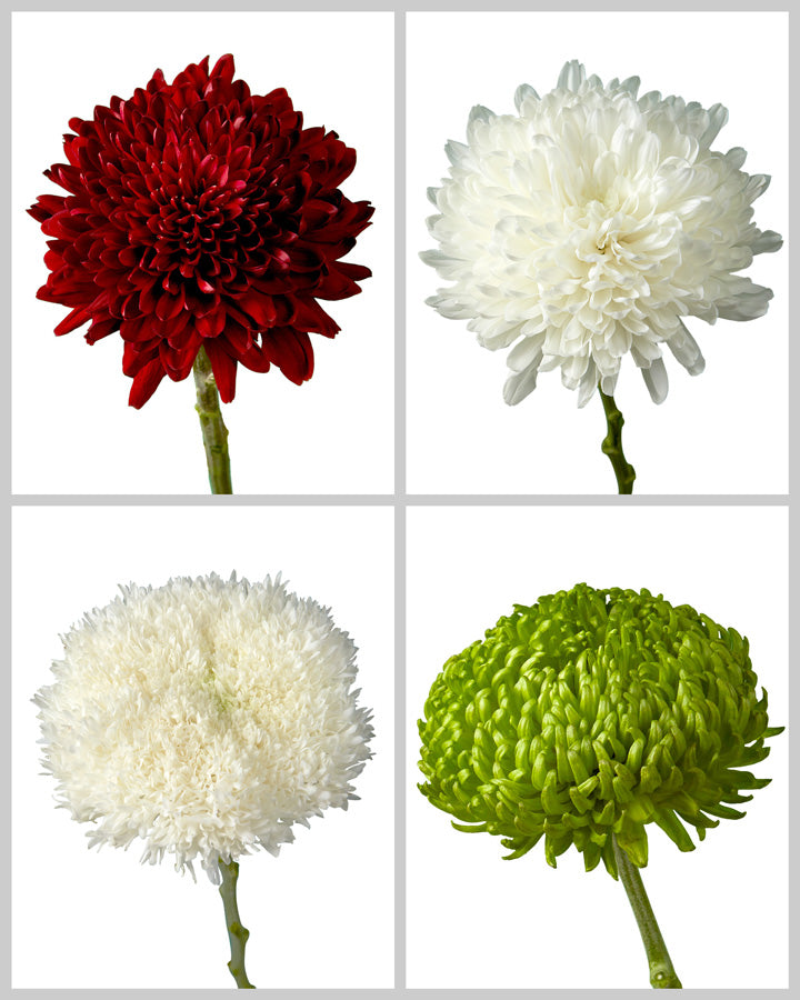Chrysanthemum Holiday Assorted Box