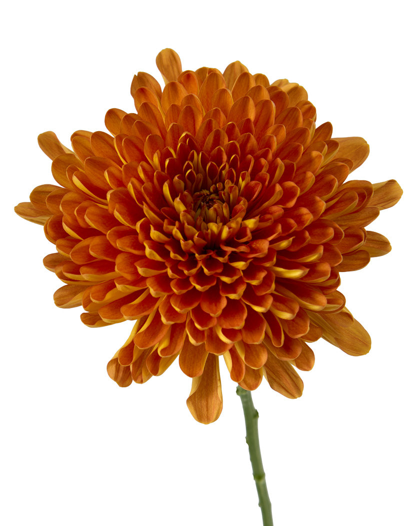 Bellavista Chrysanthemum