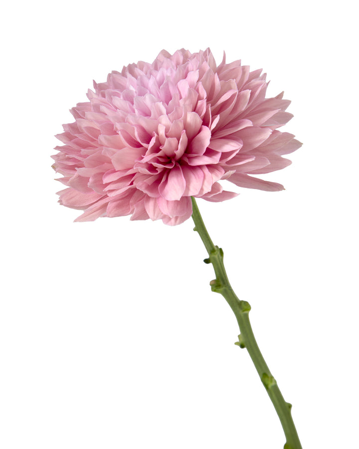 Boda Cremon Chrysanthemum