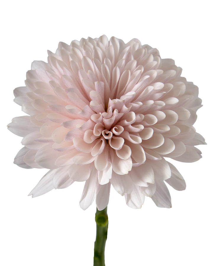 Cafe Latte Chrysanthemum