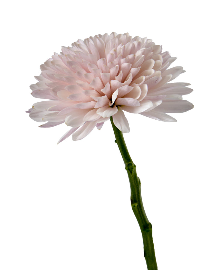 Cafe Latte Chrysanthemum