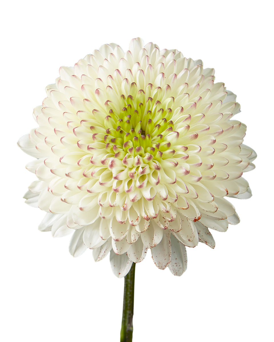 Cappuccino Chrysanthemum