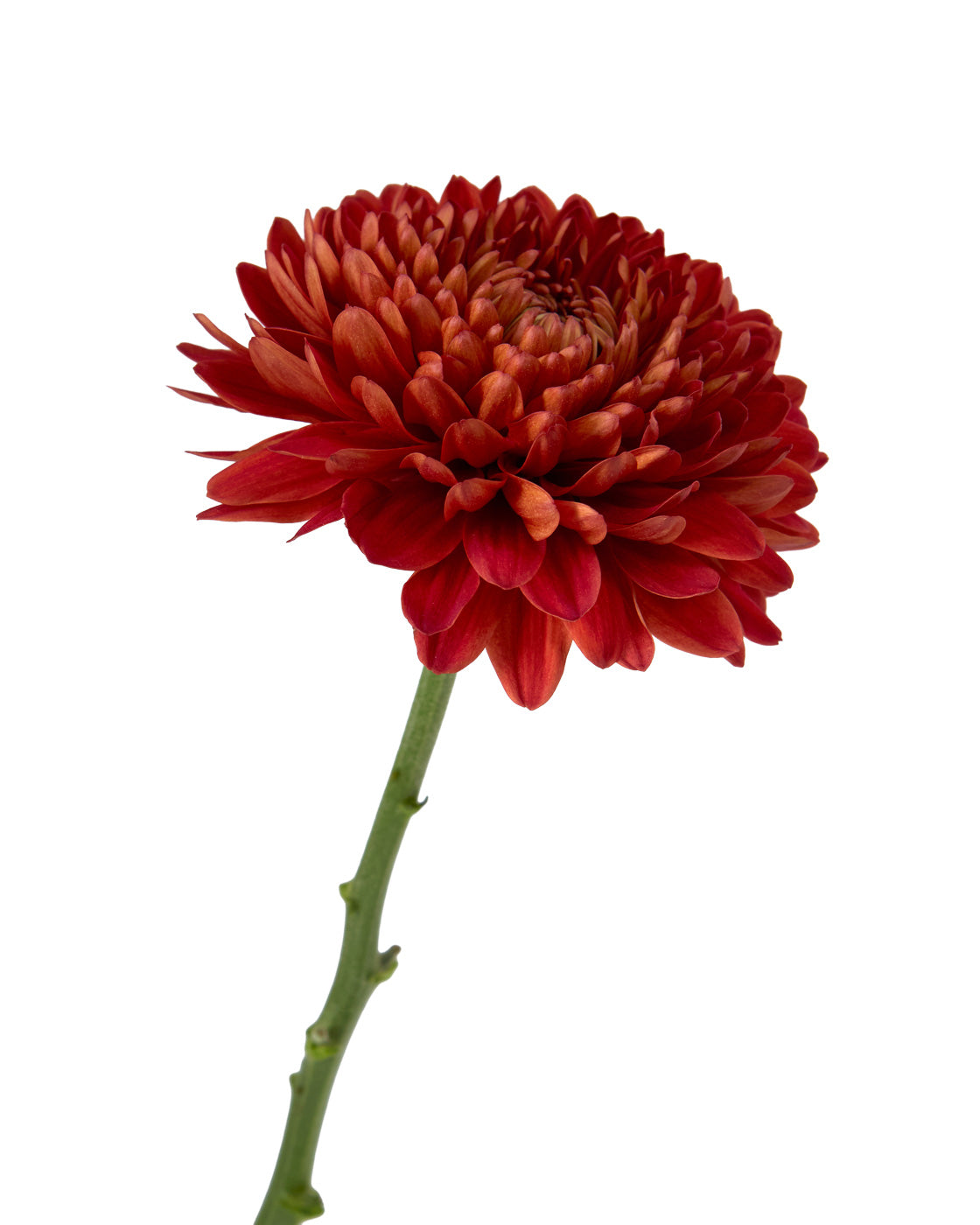 Carolina Red Chrysanthemum