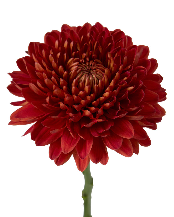 Carolina Red Chrysanthemum