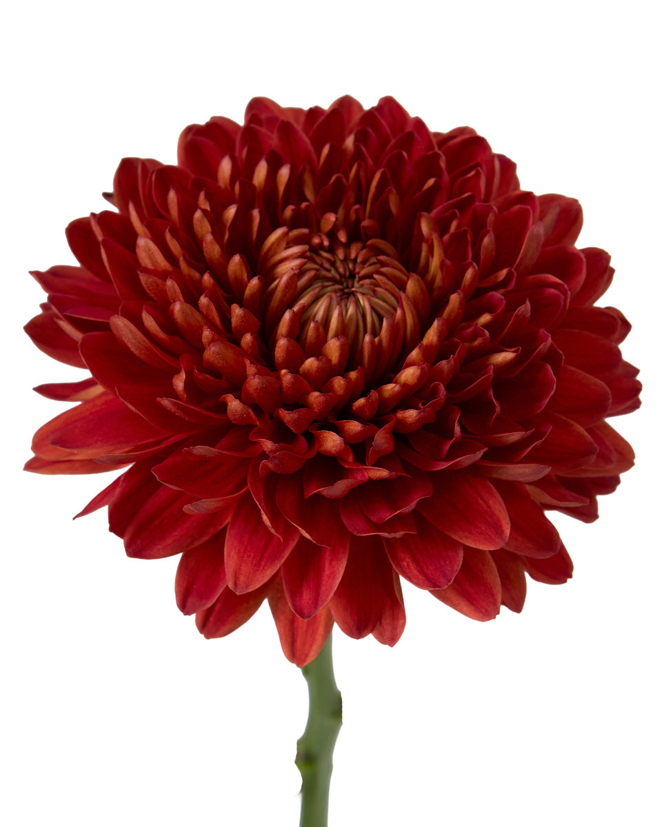 Carolina Red Chrysanthemum
