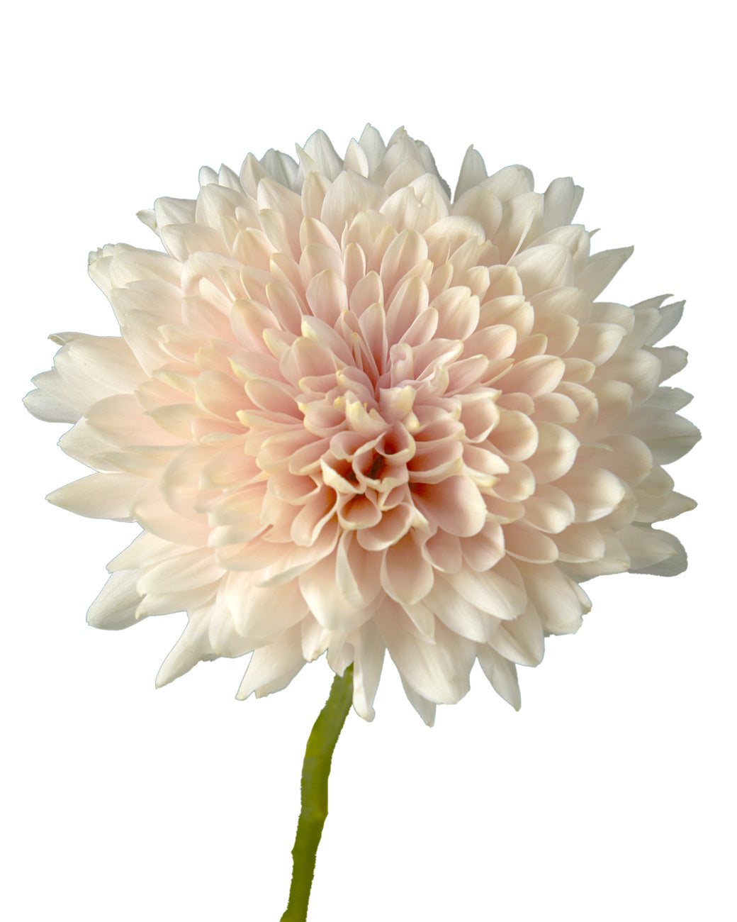 Champagne Cremon Chrysanthemum