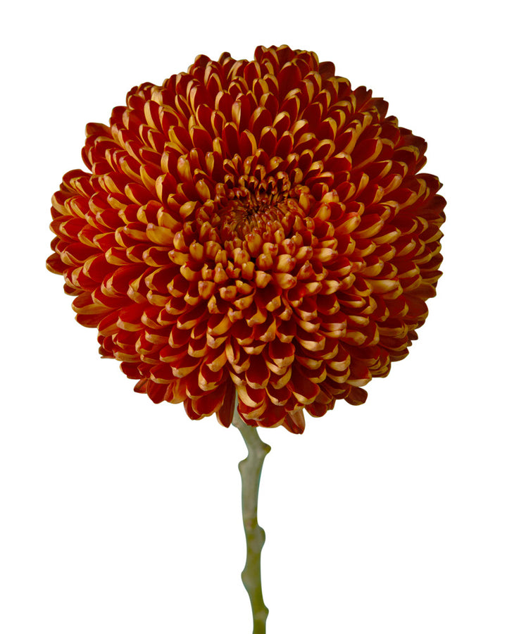 Chestnut Chrysanthemum
