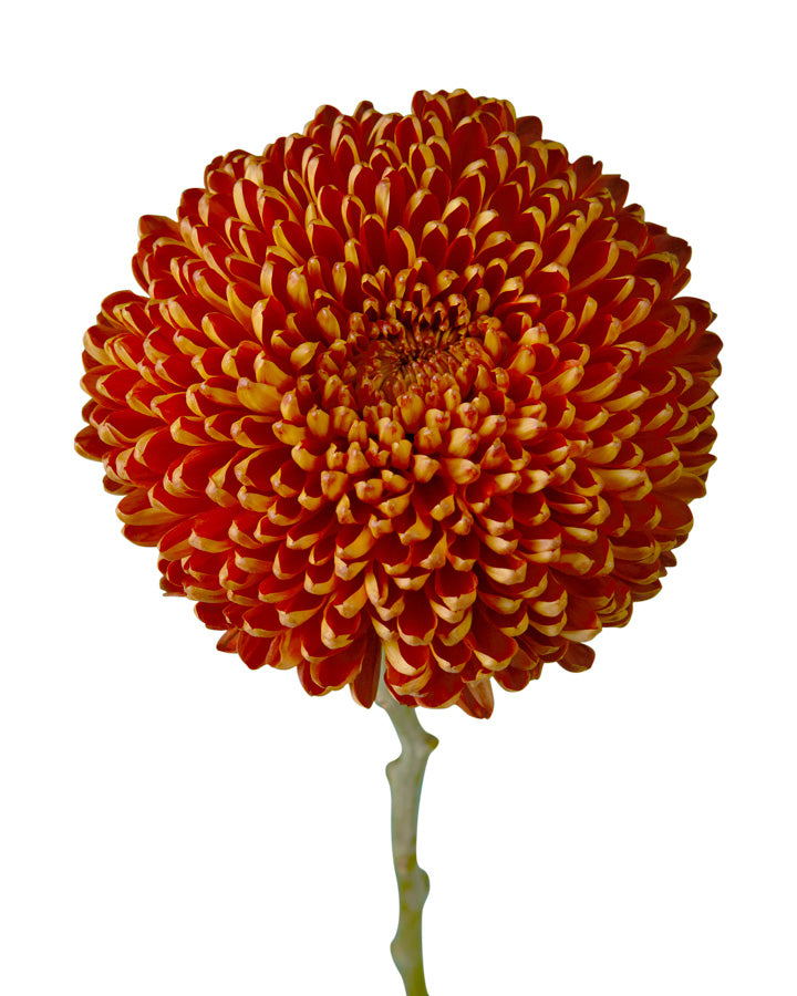 Chestnut Chrysanthemum