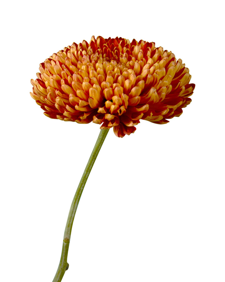 Chestnut Chrysanthemum