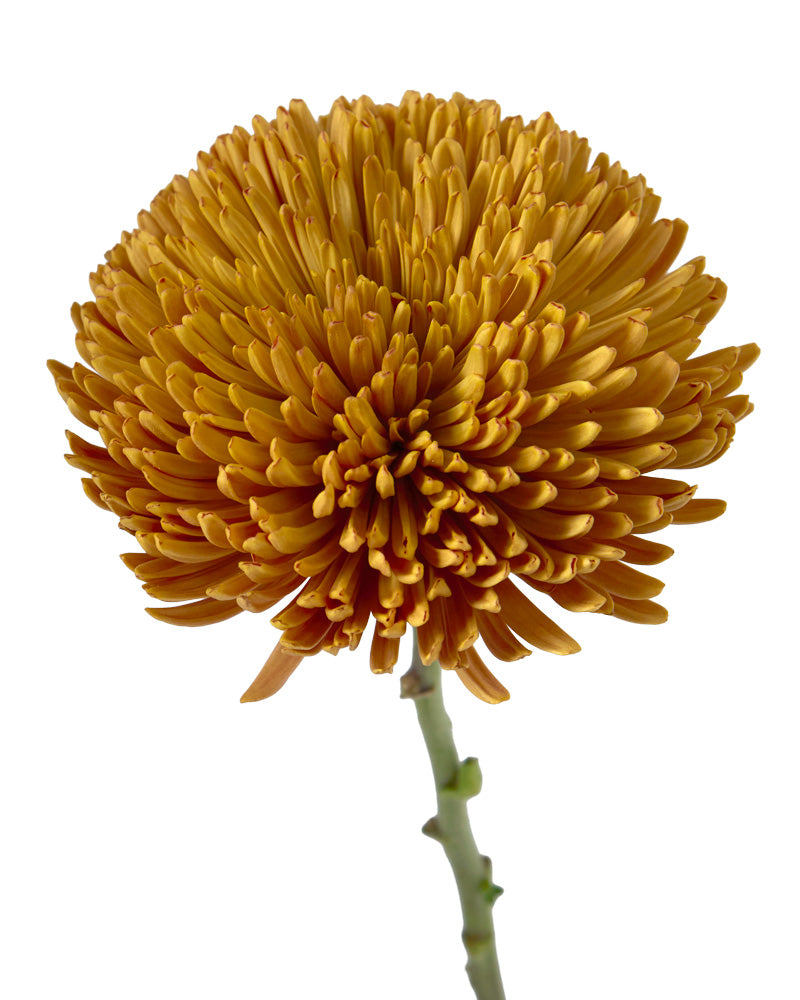 Chewbacca Chrysanthemum