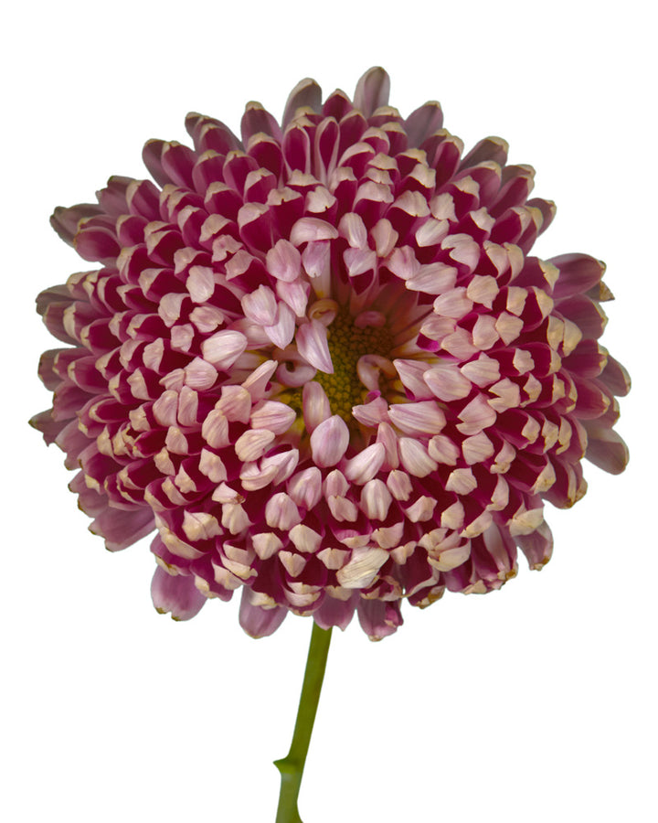 Chrysanthemum Assorted Fall Box #667