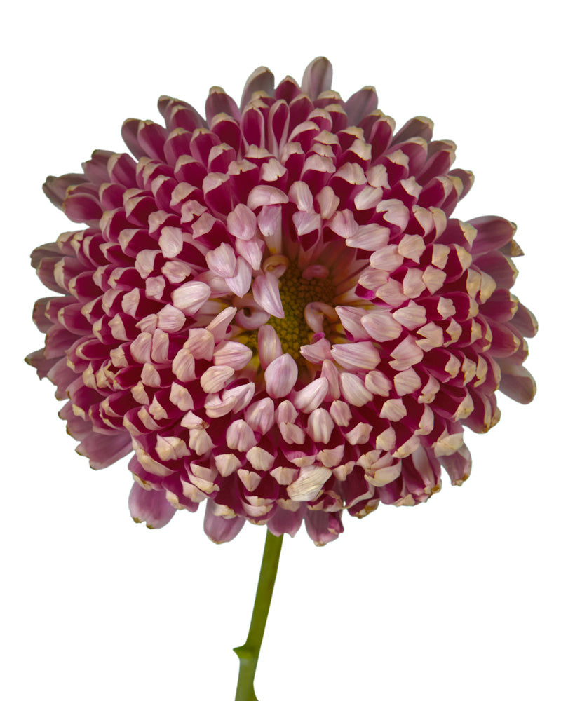 Chrysanthemum Assorted Fall Box #667