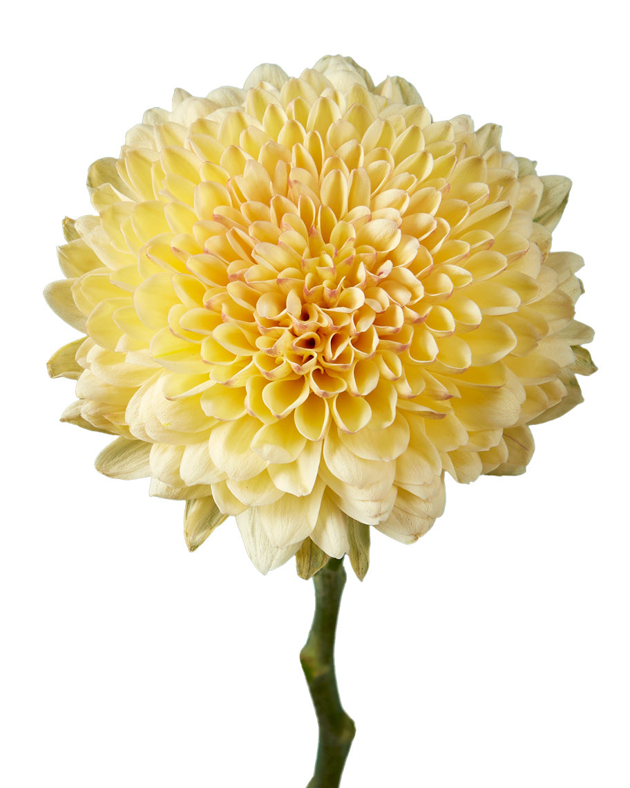 Creme Brulee Chrysanthemum