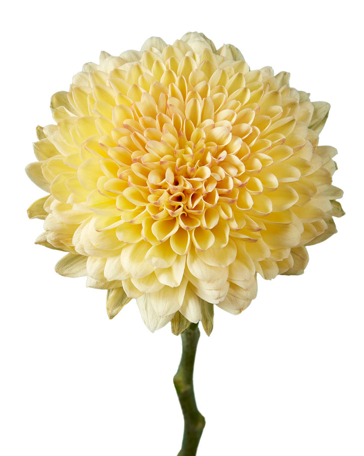 Cream
