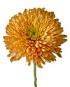Empress Orange Cremon Chrysanthemum