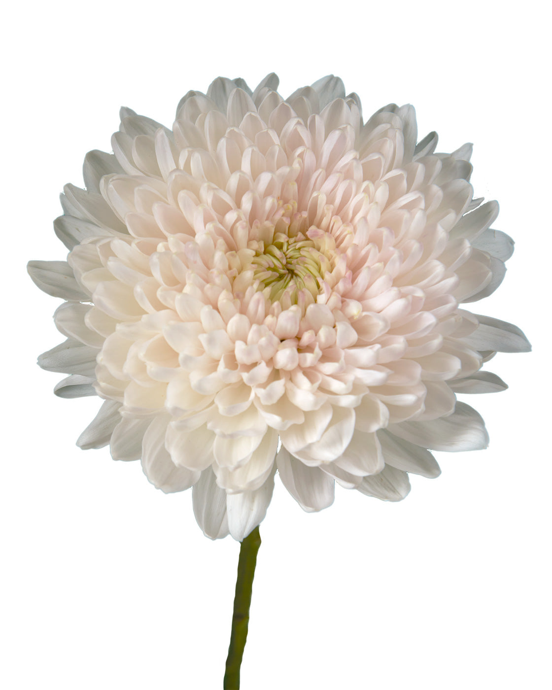 Fairytale Cremon Chrysanthemum Mother's Day