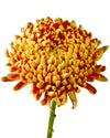 Bronze Football Chrysanthemum