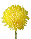 Yellow Football Chrysanthemum