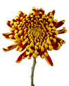Fuego Spider Chrysanthemum
