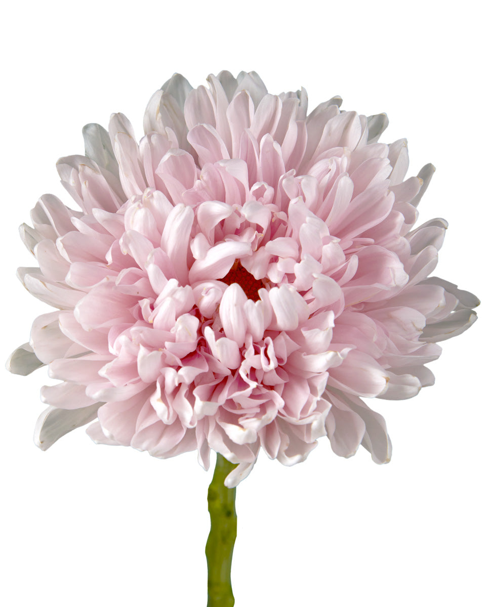 Chrysanthemums (Pompons): The Humble Flower with a Hidden Secret! -  FloraLife