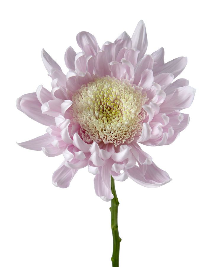 Gala Pink Chrysanthemum