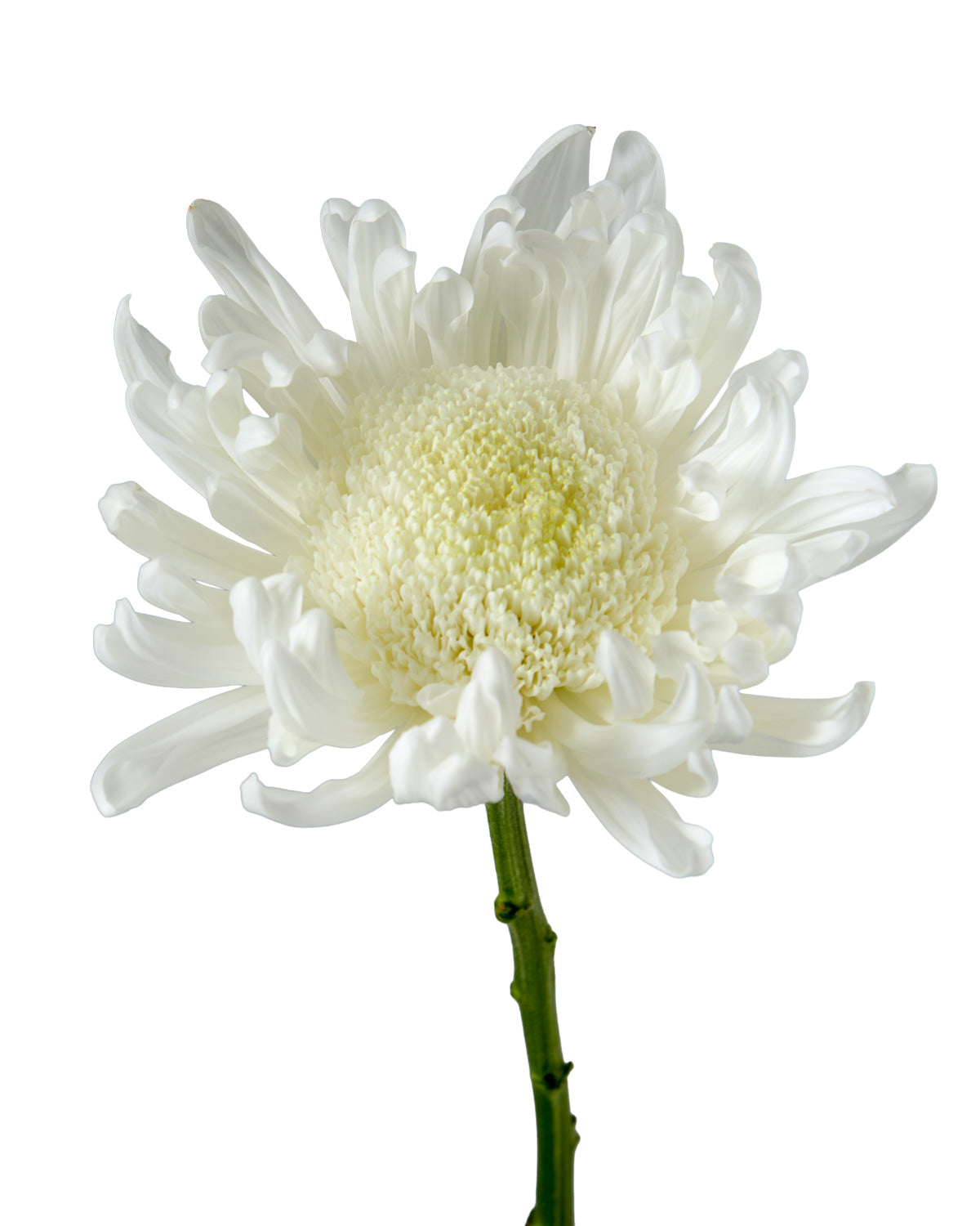 Gala White Chrysanthemum