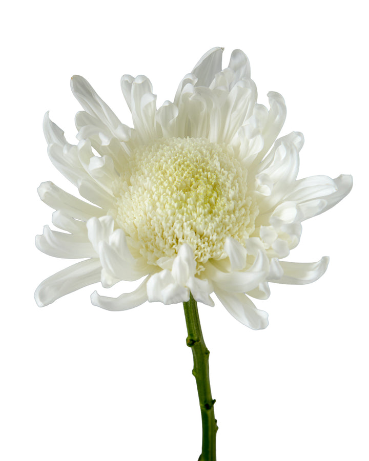 Gala White Chrysanthemum