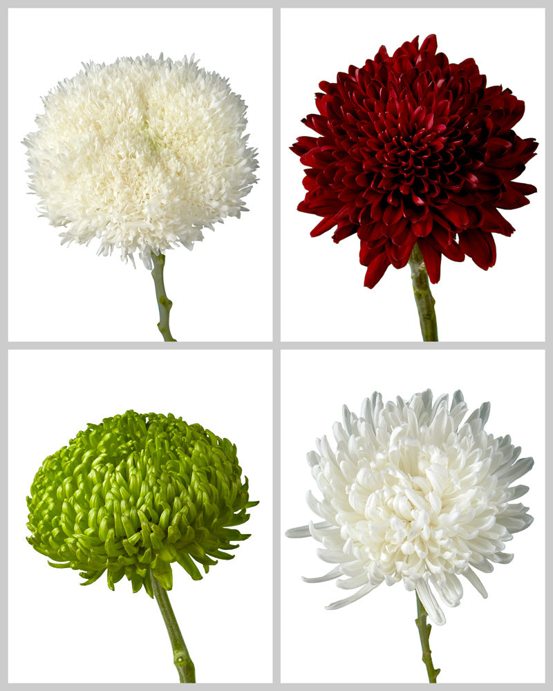 Chrysanthemum Holiday Assorted Box