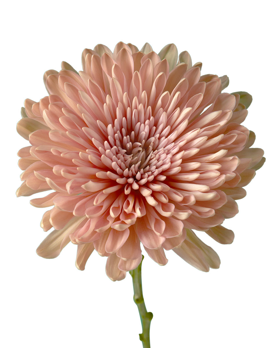 Linette Cremon Chrysanthemum Valentine Day