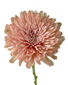 Linette Cremon Chrysanthemum