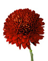 Magna Cremon Chrysanthemum