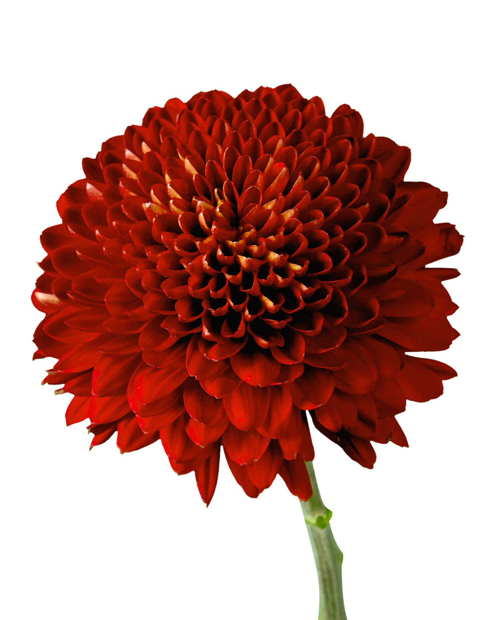 Rust Color Mums Bulk Rust Flowers In Petaljet | Buy Rust Flowers Wholesale