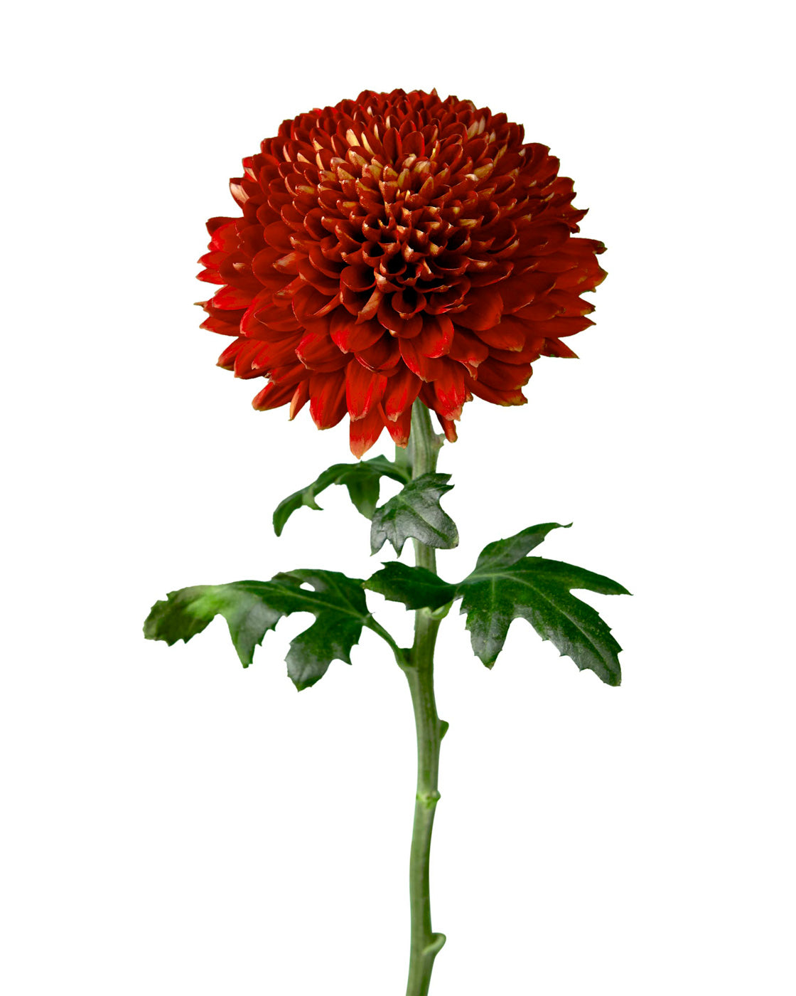 Andrea Cremon Chrysanthemum