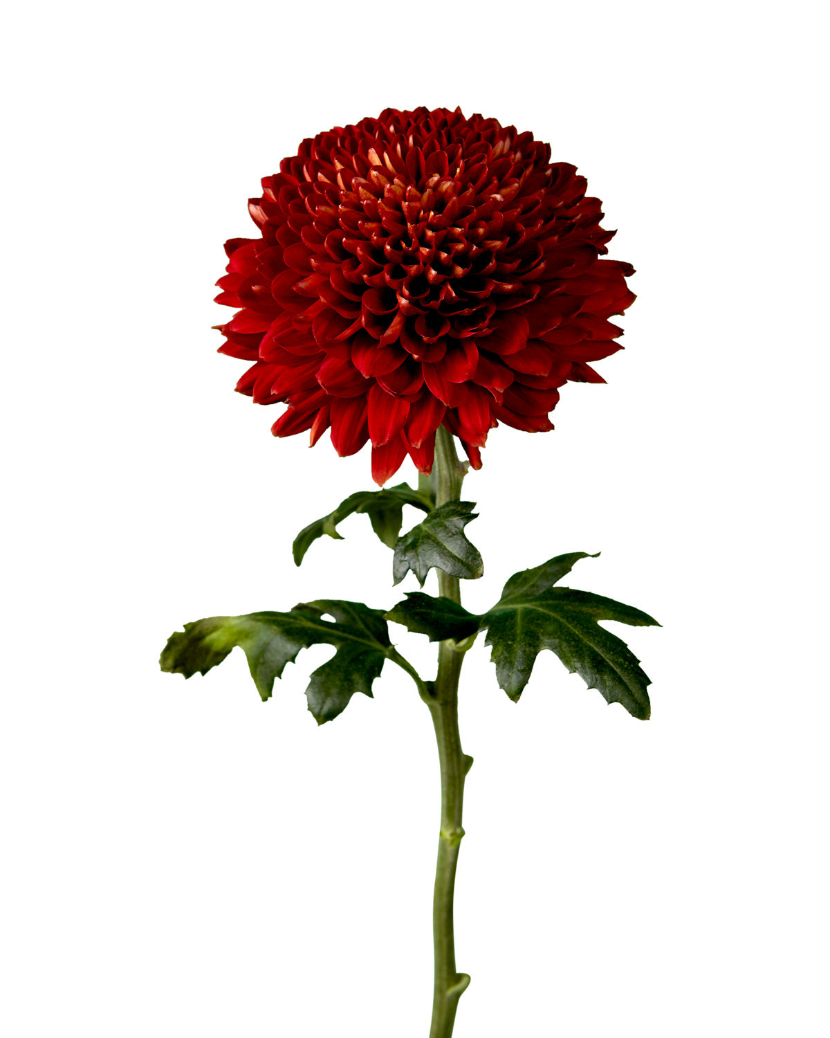Magna Cremon Chrysanthemum