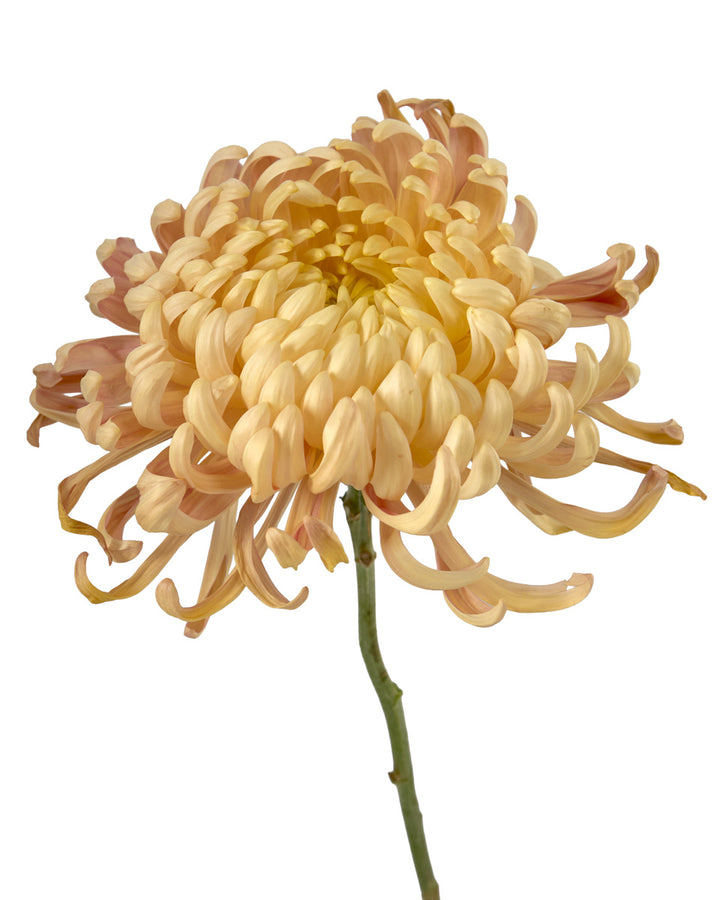 Copper Medusa Chrysanthemum