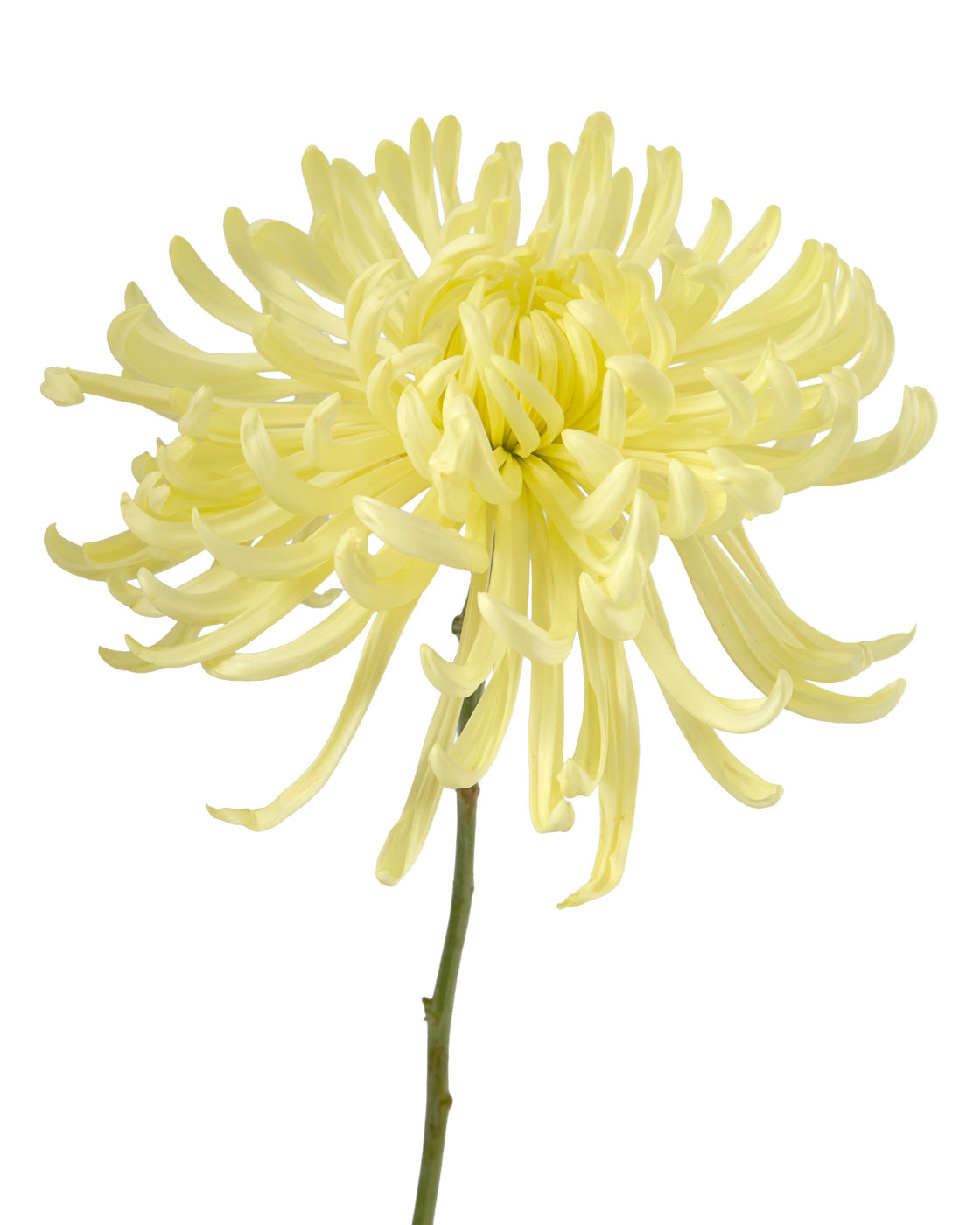 Cream Medusa Chrysanthemum