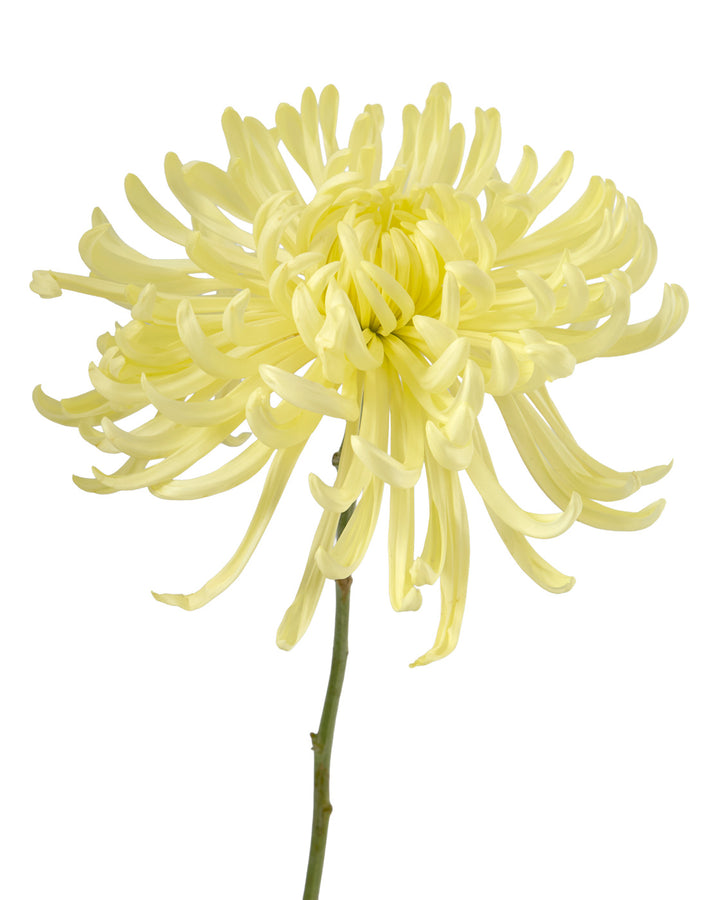 Cream Medusa Chrysanthemum