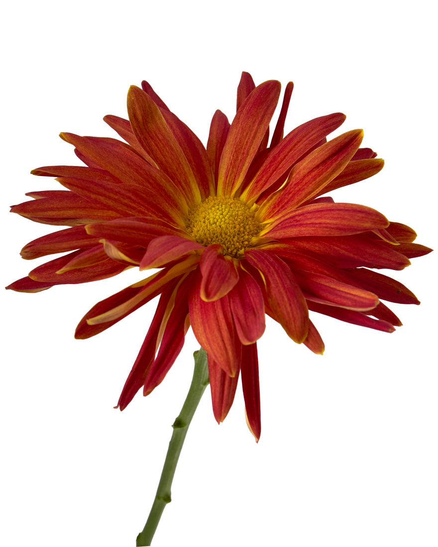 Morgan Daisy Chrysanthemum