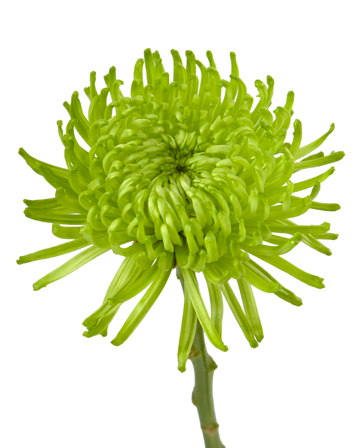 Ofir Green Spider Chrysanthemum