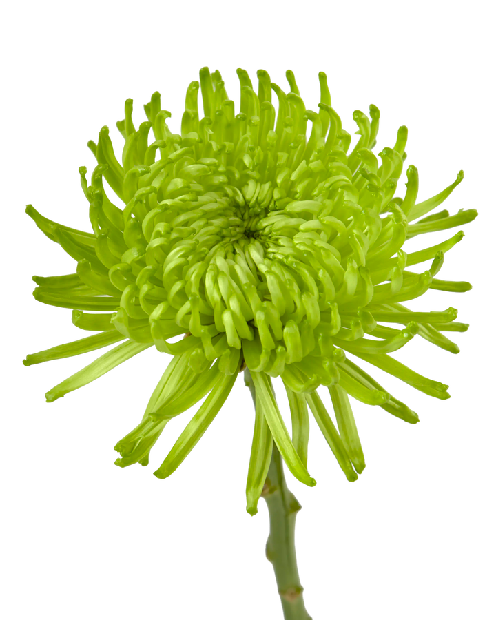 Ofir Green Spider Chrysanthemum