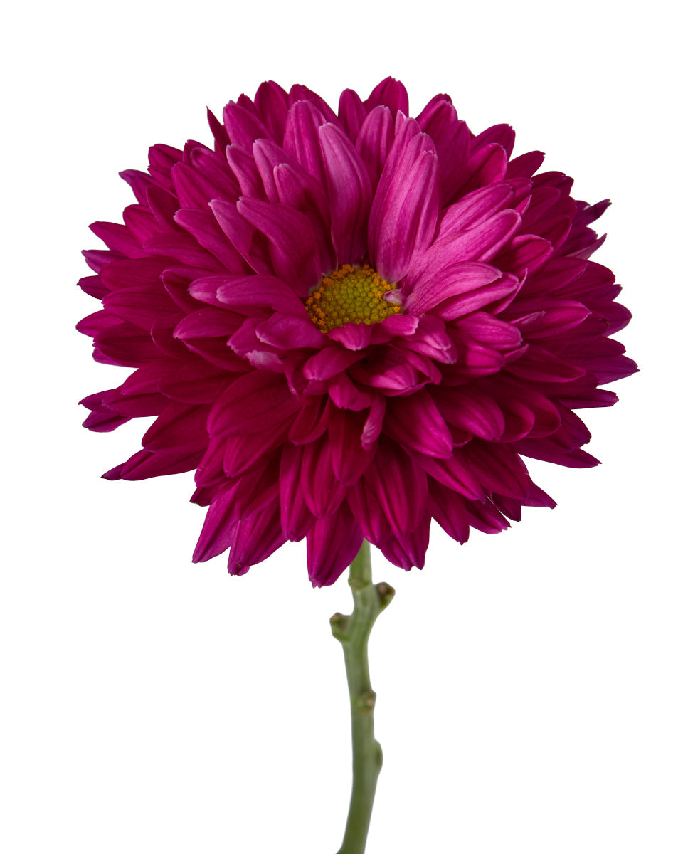 Percy Cremon Chrysanthemum