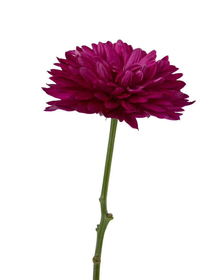 Percy Cremon Chrysanthemum