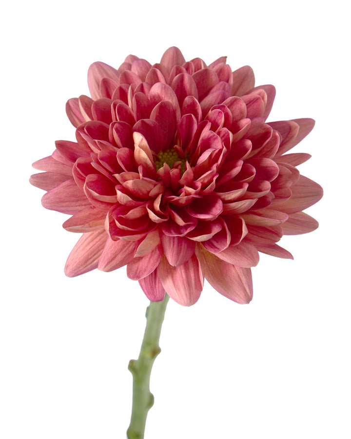 Chrysanthemum Assorted Fall Box #670