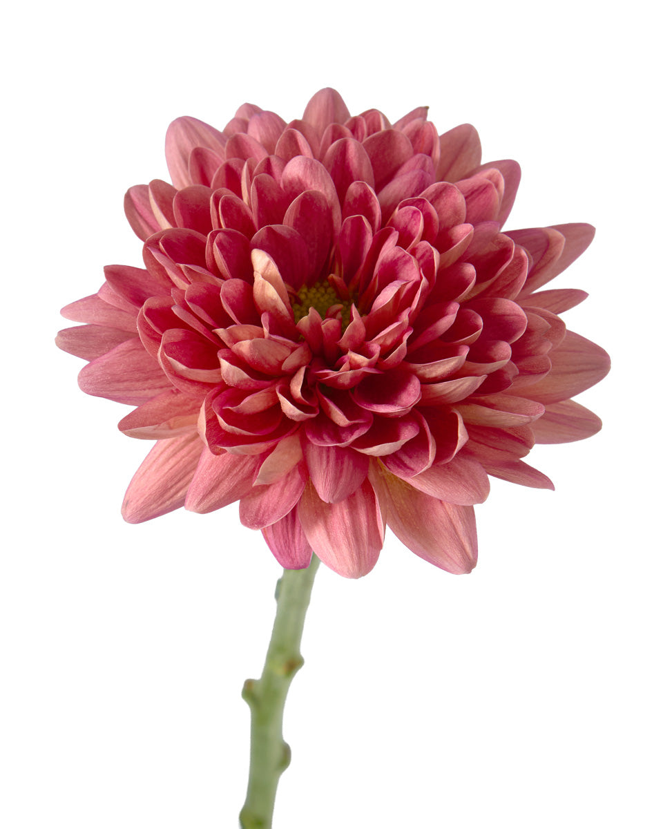 Chrysanthemum Assorted Fall Box #670