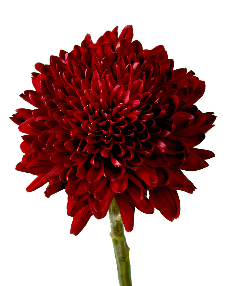 Red Velvet Cremon Chrysanthemum