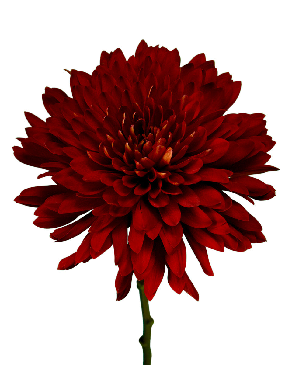 Rojo Red Cremon Chrysanthemum Valentine Day