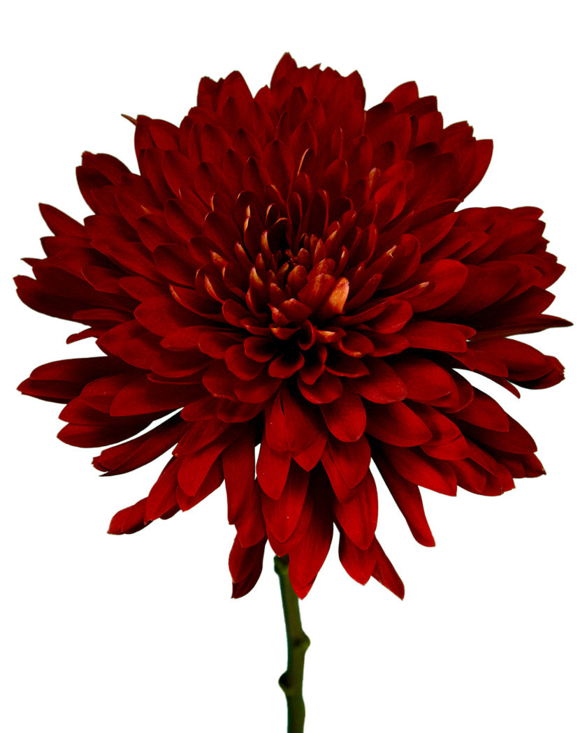 Rojo Cremon Chrysanthemum