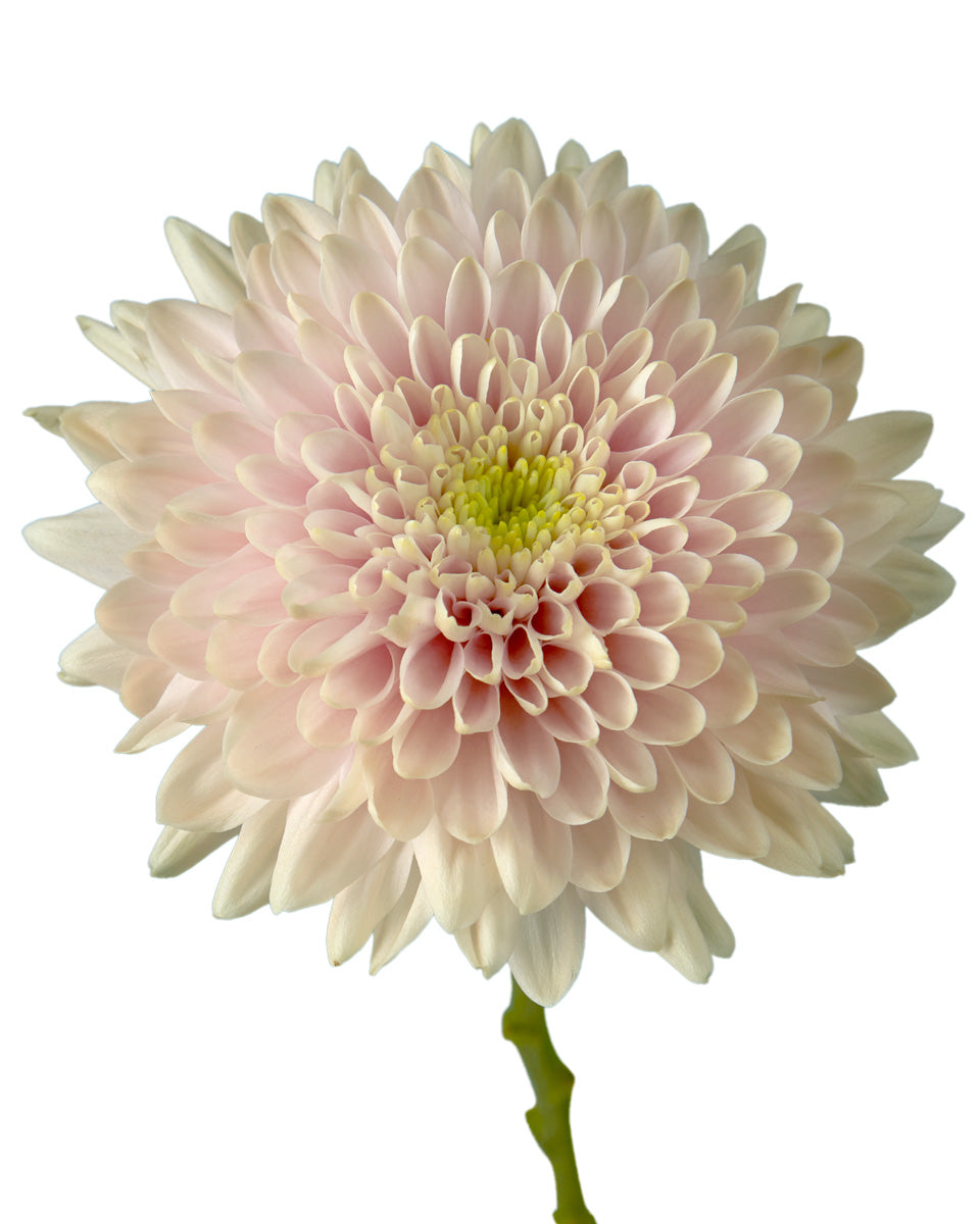 Romancero Cremon Chrysanthemum Valentine Day