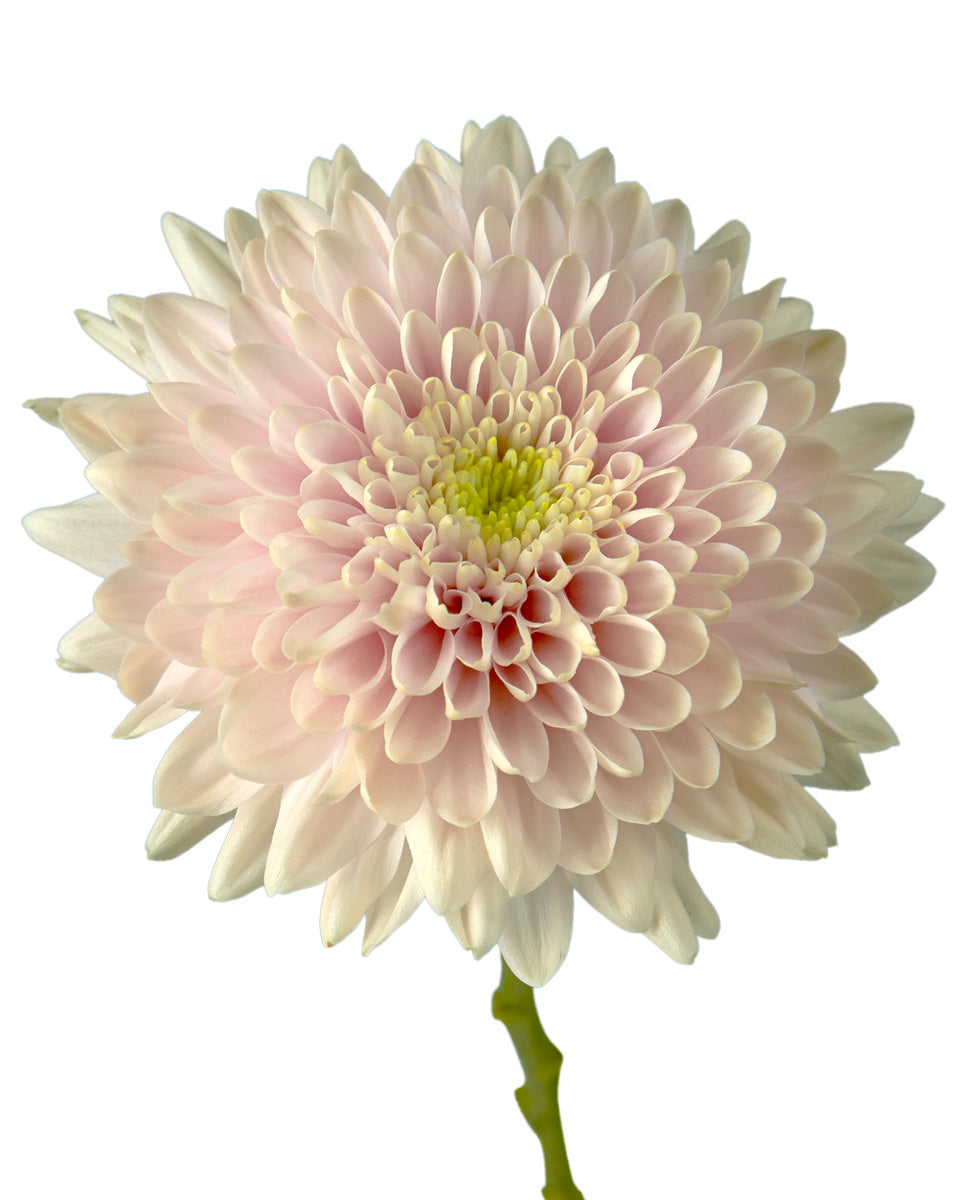 Romancero Cremon Chrysanthemum